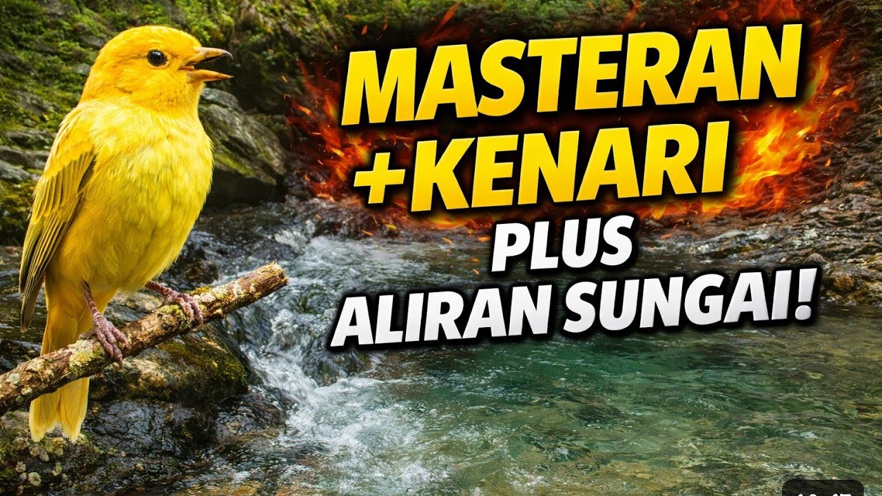 Suara Burung Kenari Jernih + Gemericik Aliran Sungai | cocok untuk masteran & relaksasi 