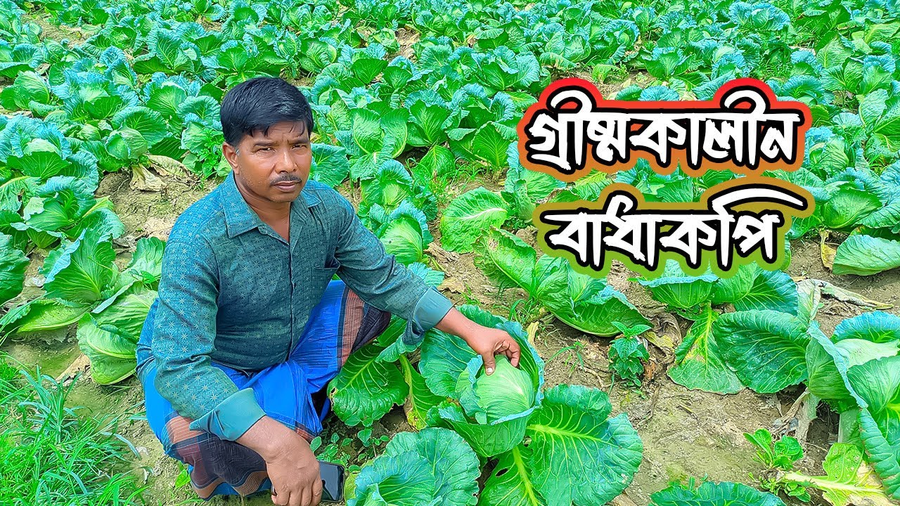 গ্রীষ্মকালীন বাধাকপি চাষ | Maxim Agro