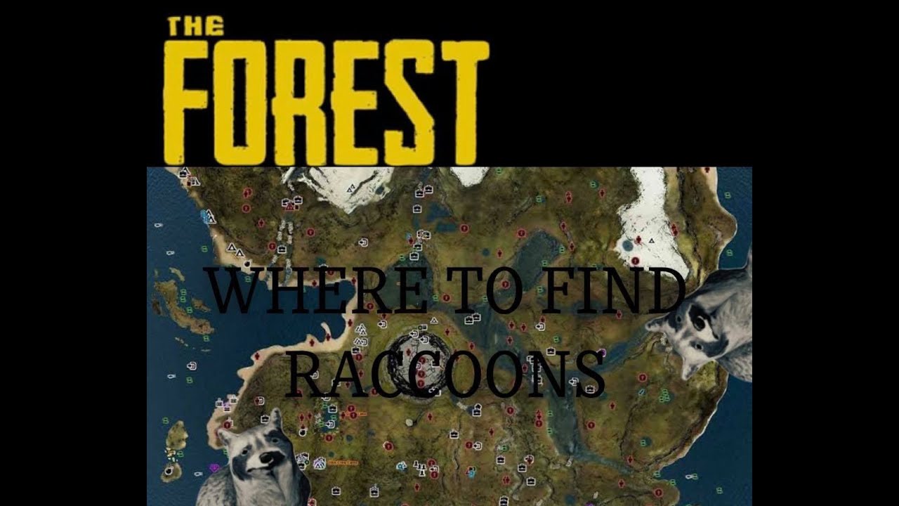 The Forest: Where to find Raccoons!
