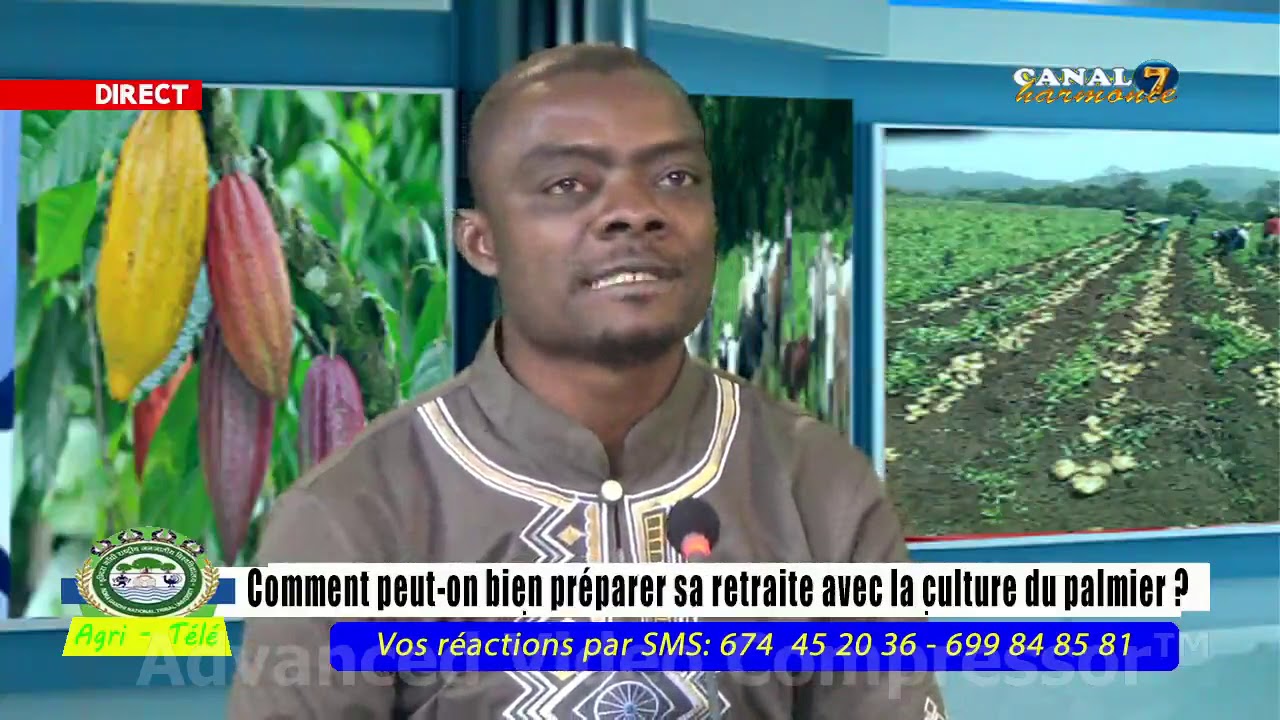 comment réussir la culture du palmier à huile (Épisode 2)