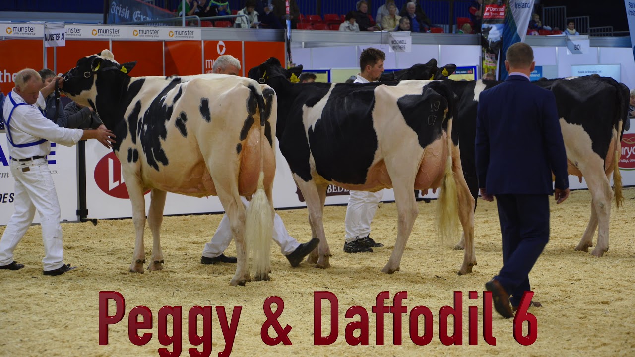Nation Dairy Show.Holstein Junior 3yr Old Heifer/Cow.Sprucegrove Apples Peggy