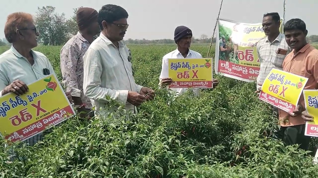 క్రిష్ణన్ సీడ్స్ pvt ltd వారి రెడ్X అనే నూతన మిరప రకము 2026 నూతన మిరప రకము 
