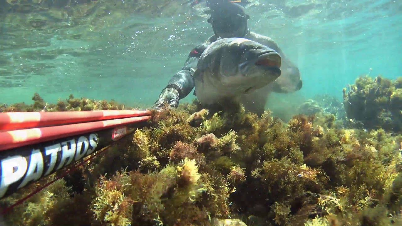 Levrek 8,60 Kg - Seabass 8,60 Kg