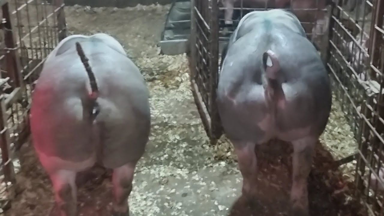 Noi achizitii in microferma Lătescu de la Iasi !!!