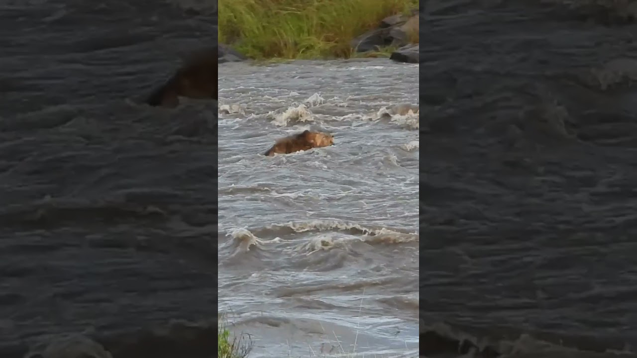 Lions Tackle Raging River 😲