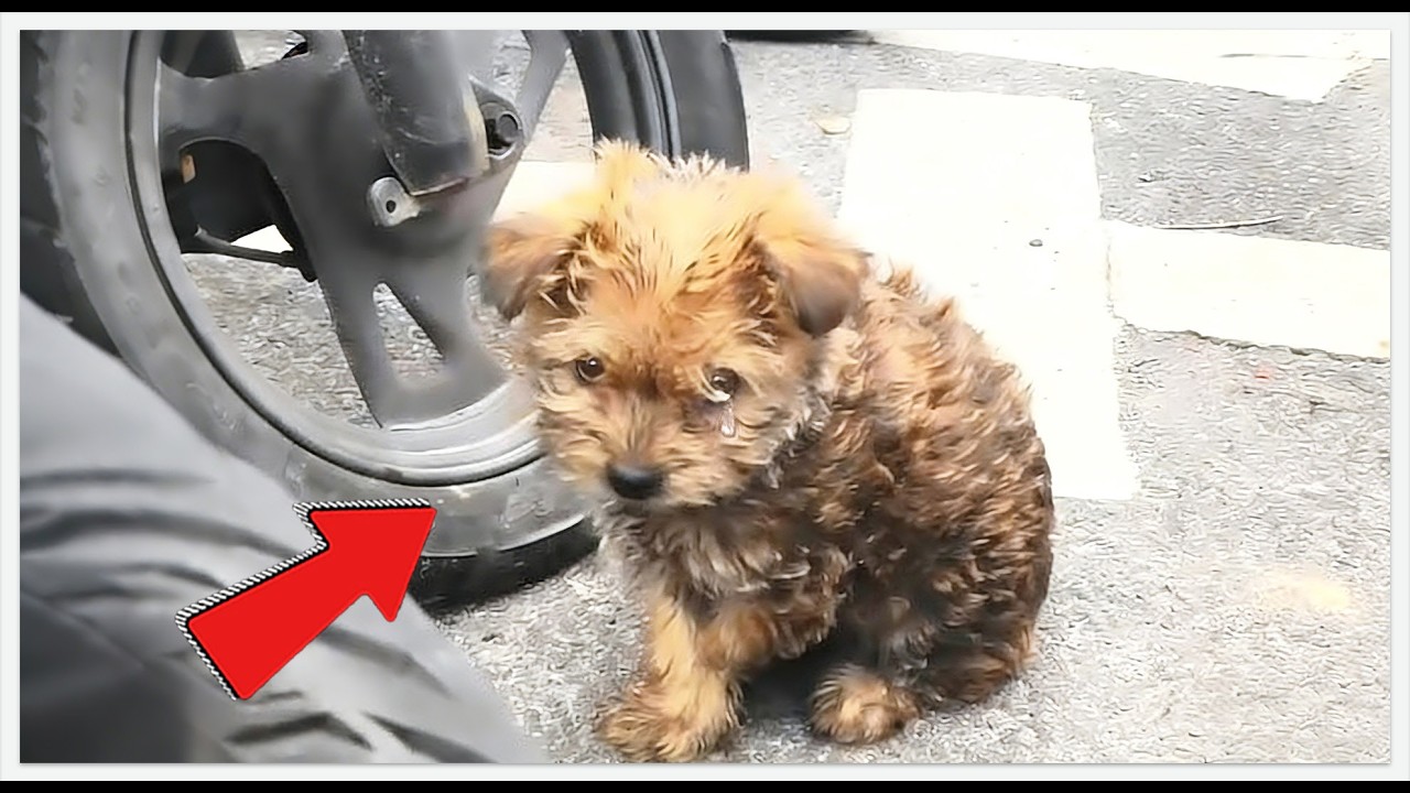 This Puppy Was Left to Die, Then Came the 1400km Miracle #rescueefforts #dog #rescue #dogrescue