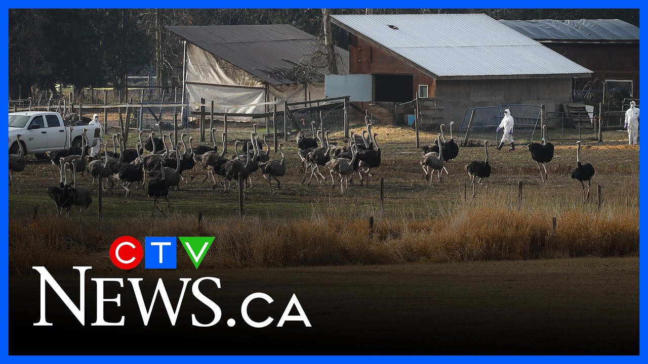 Animal Justice Canada ‘deeply concerned’ by the CFIA's methods of B.C. ostrich culling