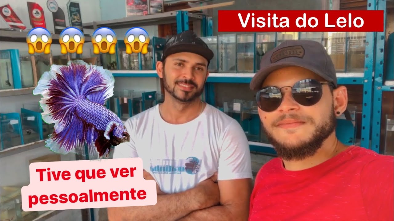 🔥 Betta - Visitei a melhor criação de bettas de linhagem do Recife - PE🔥e fiquei impressionado