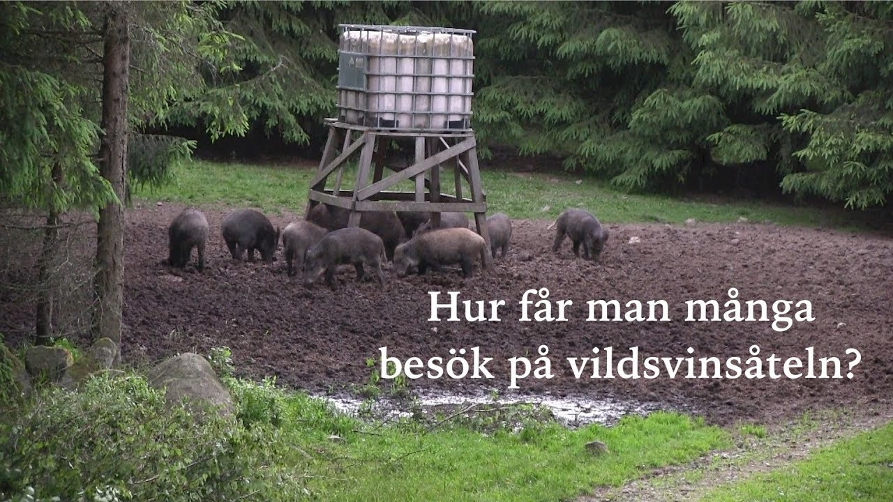 Vill du har mer besök på din vildsvinsåtel?
