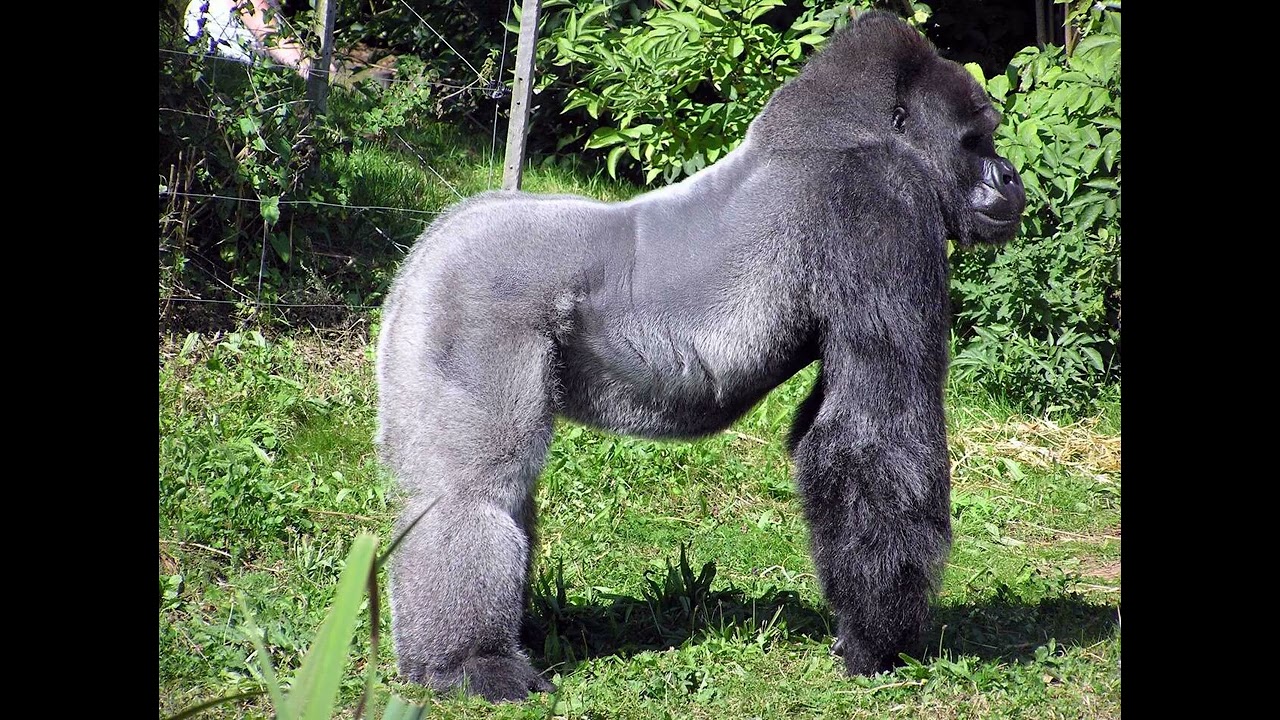 Gorilla