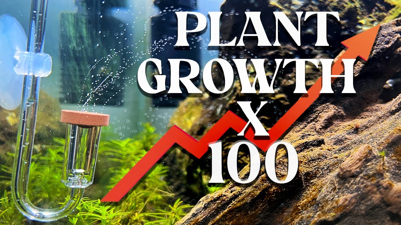 How to make DIY CO2 | Cheap And Easy | boost plant growth