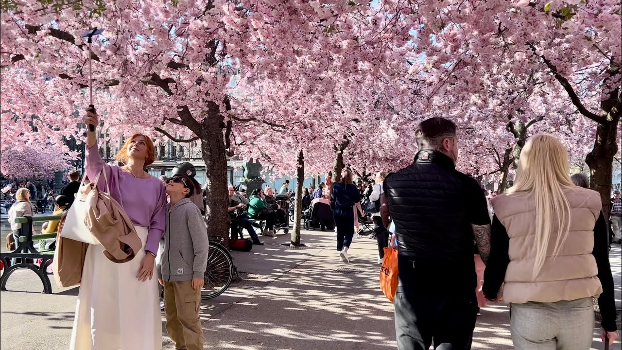 Spring in Stockholm: the cherry blossoms of Kungsträdgården