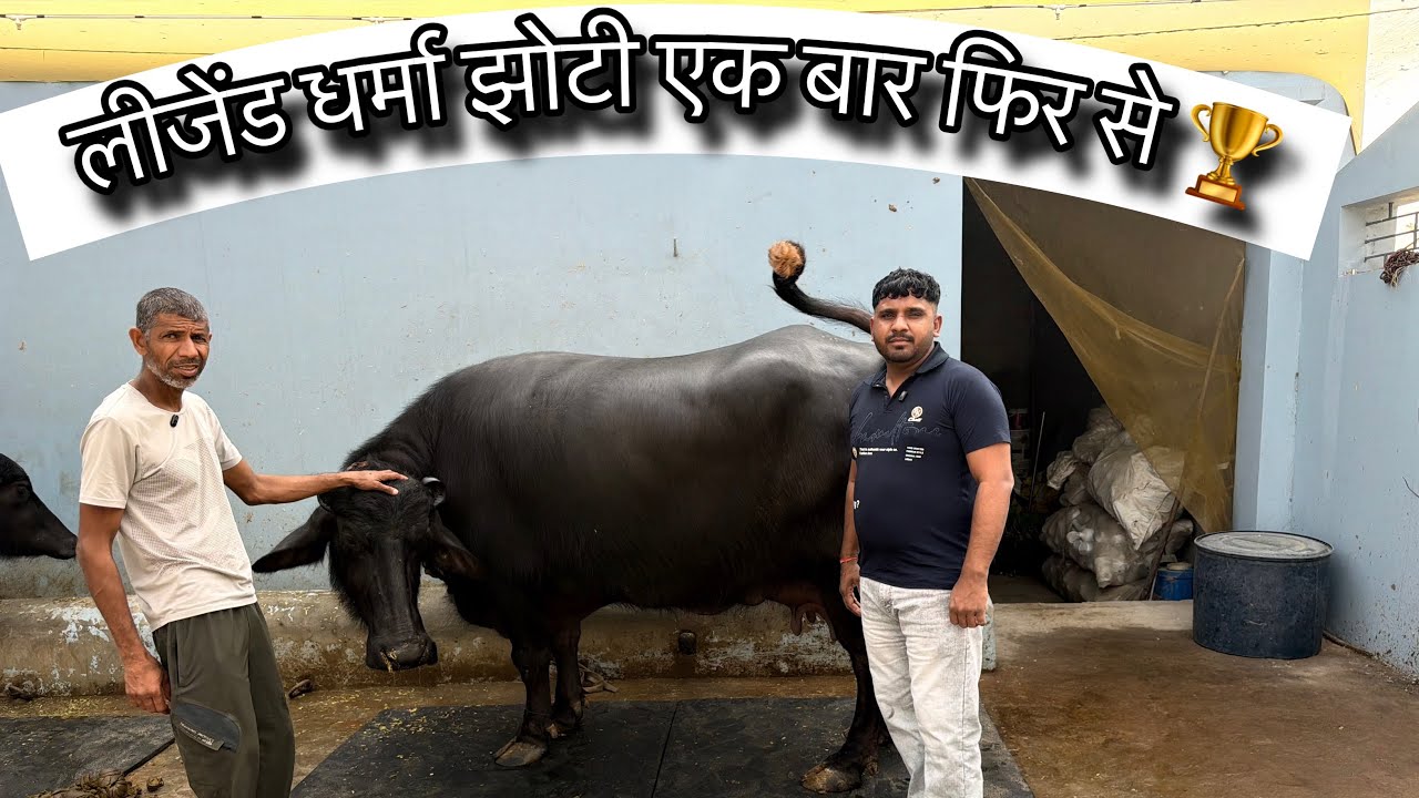 आप सब की चहेती 🏆धर्मा झोटी ! SANJAY CHOTALA