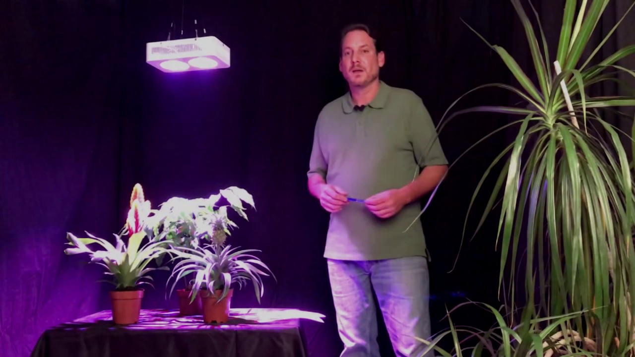 LED Pflanzenlampen - Fragen und Antworten zur Pflanzenbeleuchtung