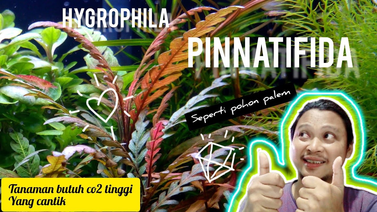hygrophila pinnatifida tanaman aquascape yang unik untuk cara tanamnya#aquaticplant #aquascape