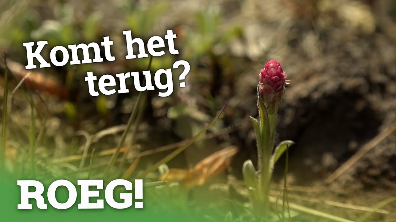 Allerlei bijzondere plantjes op het Dwingelderveld | ROEG! Uitzending