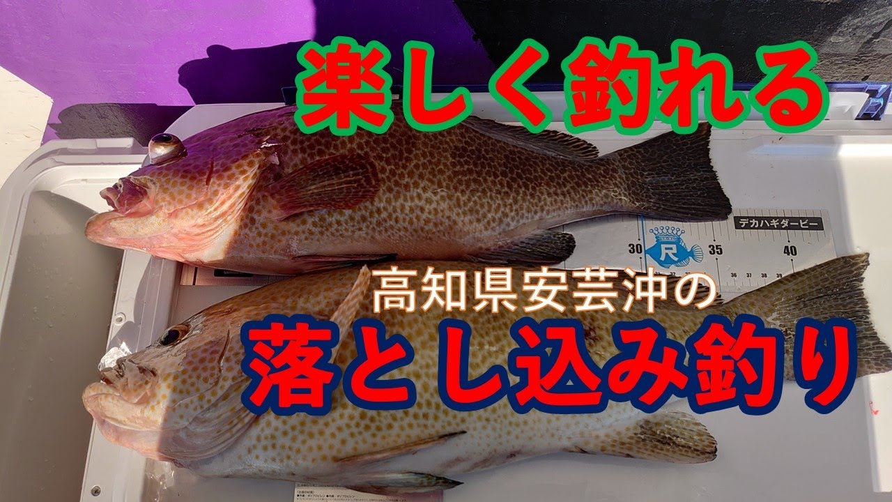 高知県安芸沖の落とし込み釣り、その2　旨い魚を釣る。