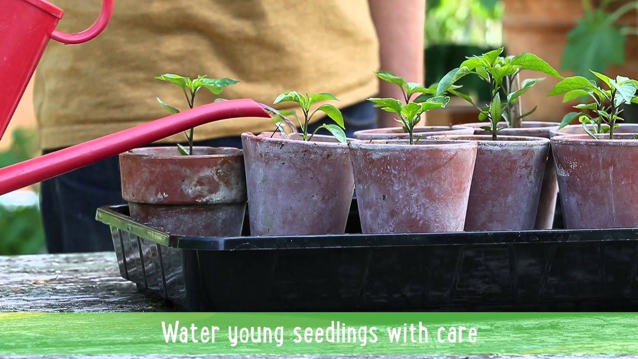 How to: Feed and water plants