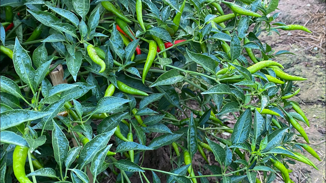 Ớt quá trùng bà con ơ