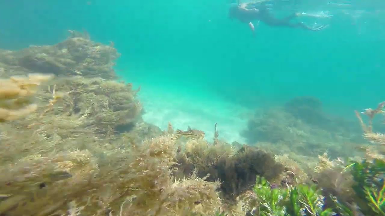 SwimSurvey BPReef 20260208 0800 6