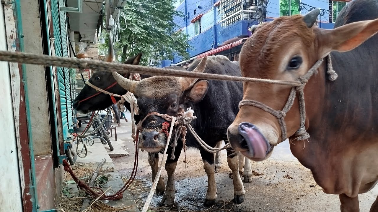 মিরপুর ১২ মুসলিম বাজার মান্নু মাংস দোকান দেশি গরুর মাংস ও আগামি কাল গয়ালের মাংস পাওয়া যাবে 