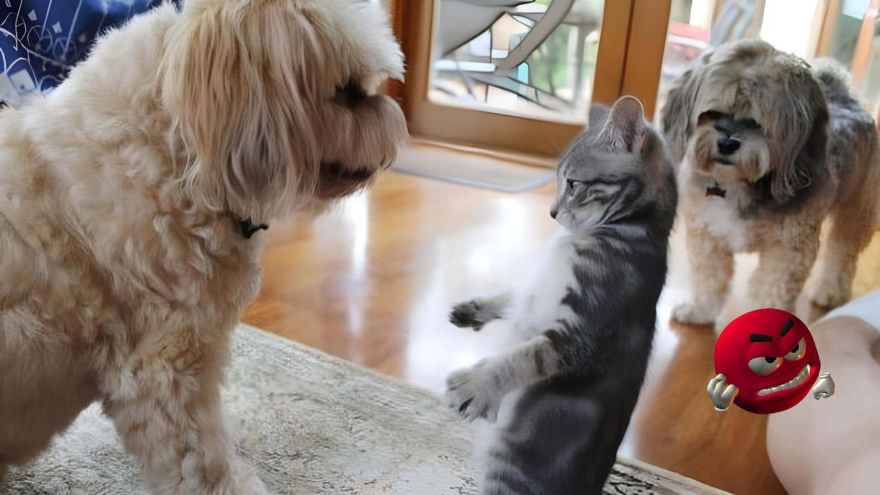 LTIMATE Funny Cat & Dog Videos 😹 Animals Acting Like Comedians!