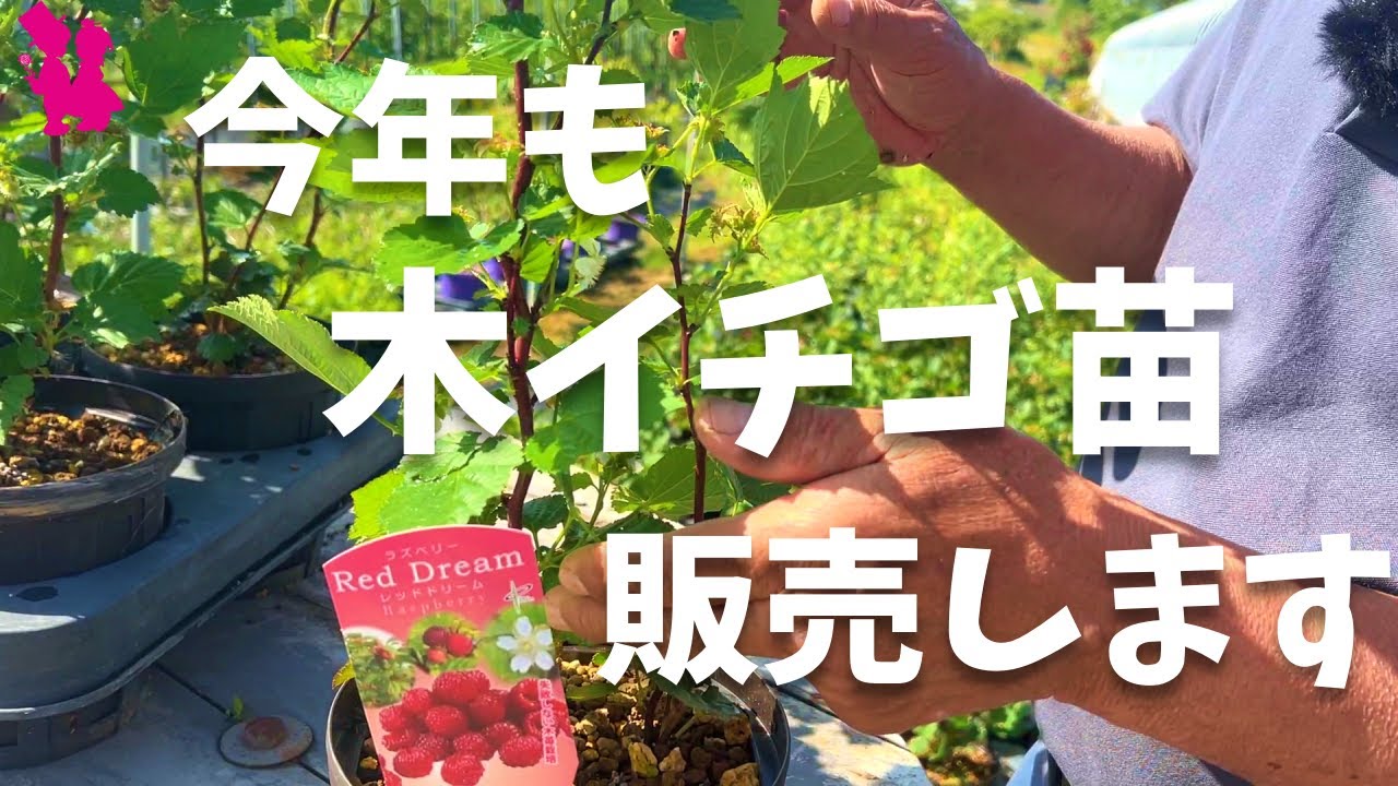 【18日開始】今年もラズベリー(木イチゴ)苗の販売を始めます！