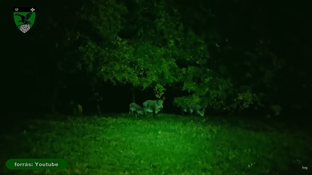 Vadállatok a lakott területeken.