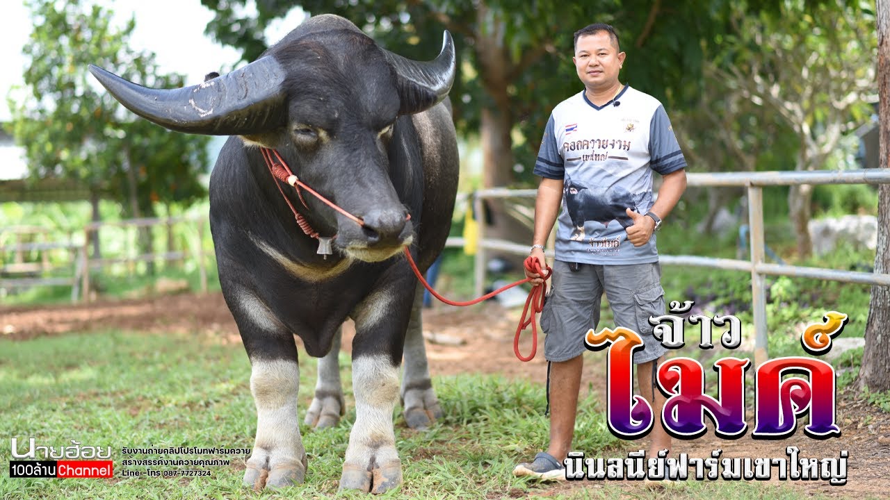 จ้าวไมค์ ยักษ์ใหญ่แห่งนินลนีย์ฟาร์มควายงามเขาใหญ่ พ่อพันธุ์ที่ส่งต่อพันธุกรรมถึงชั้นลูกที่น่าใช้มากๆ