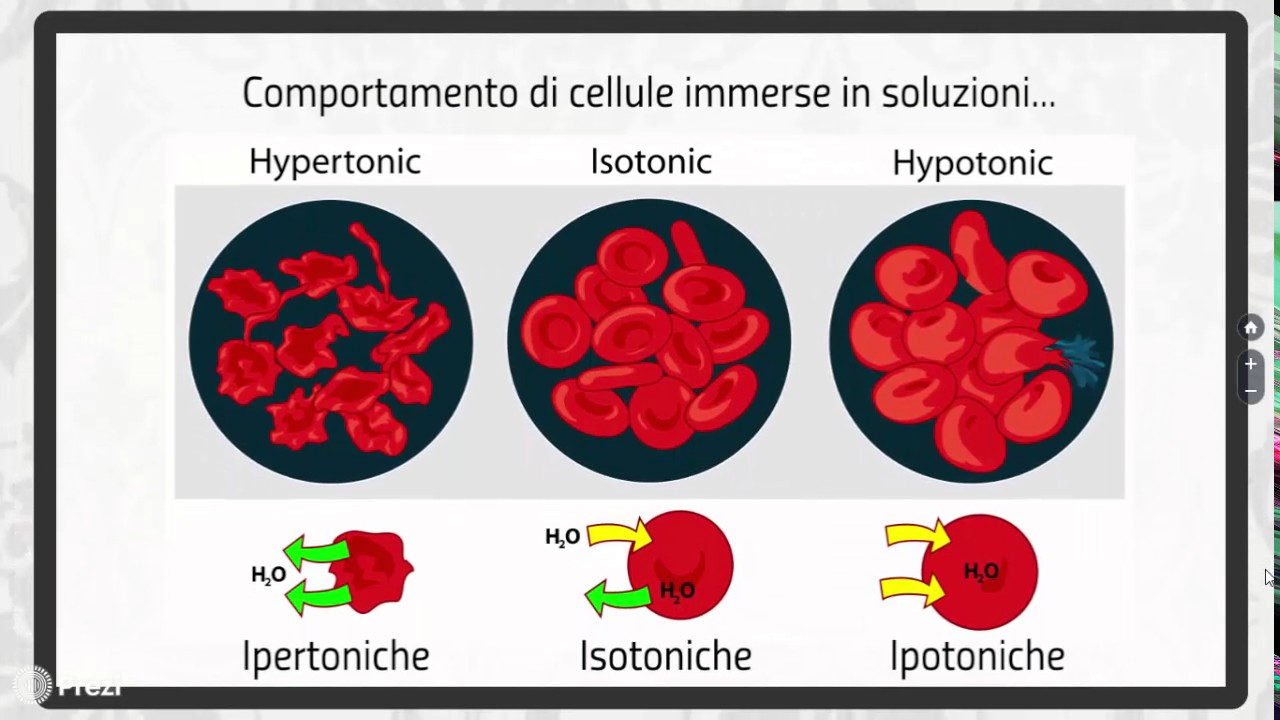 Posso entrare? Trasporto di molecole attraverso la membrana cellulare