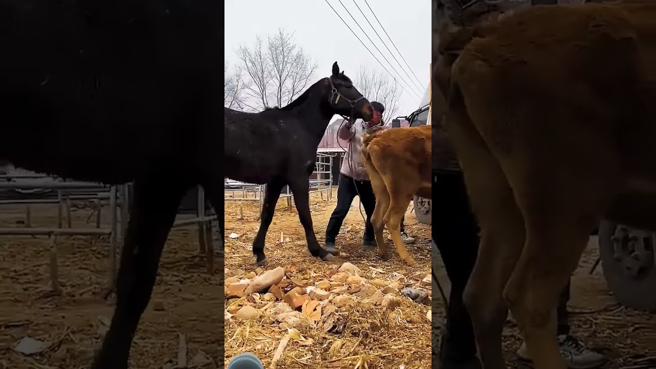 #horse #animals #cow #horselover #automobile #horsemeat #foodhumor #animalfood #foodjokes
