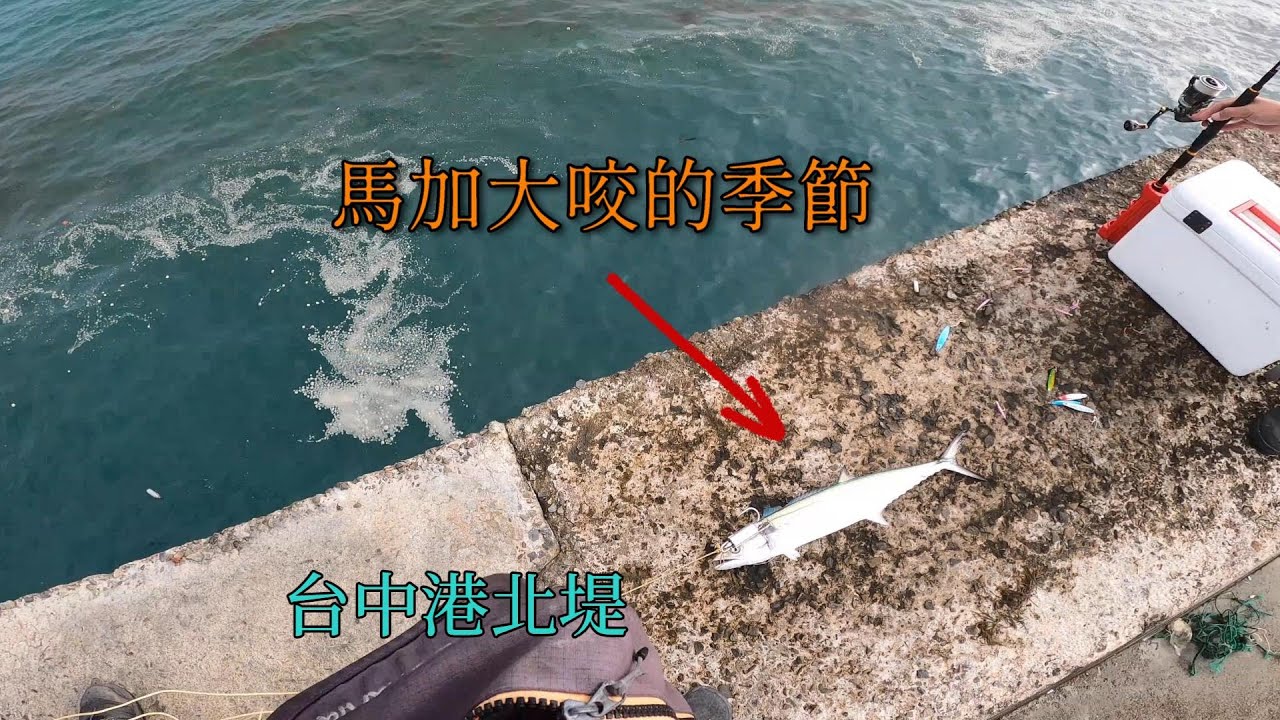 馬加/馬鮫 正季到了,除了竹莢魚之外,台中港還有這種高級目標魚可以釣....#竹筴魚 #馬加 #南投小江 #釣魚 #Fishing #Mancing #釣り