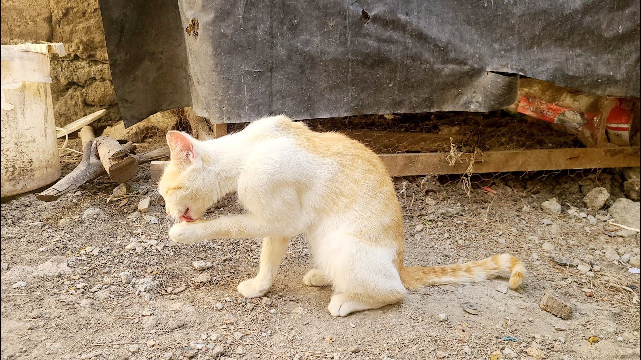 CAT LIFE😸🐈💙MUST WATCH