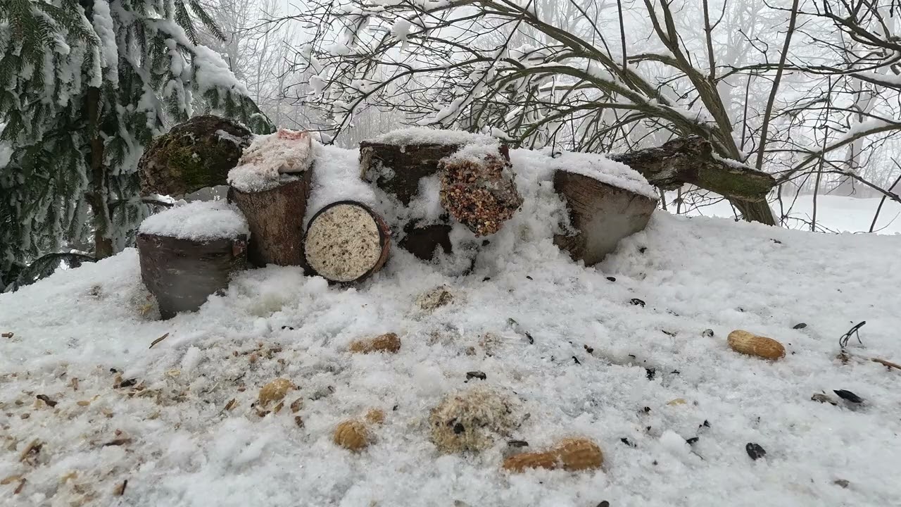 Káně lesní (Buteo buteo)