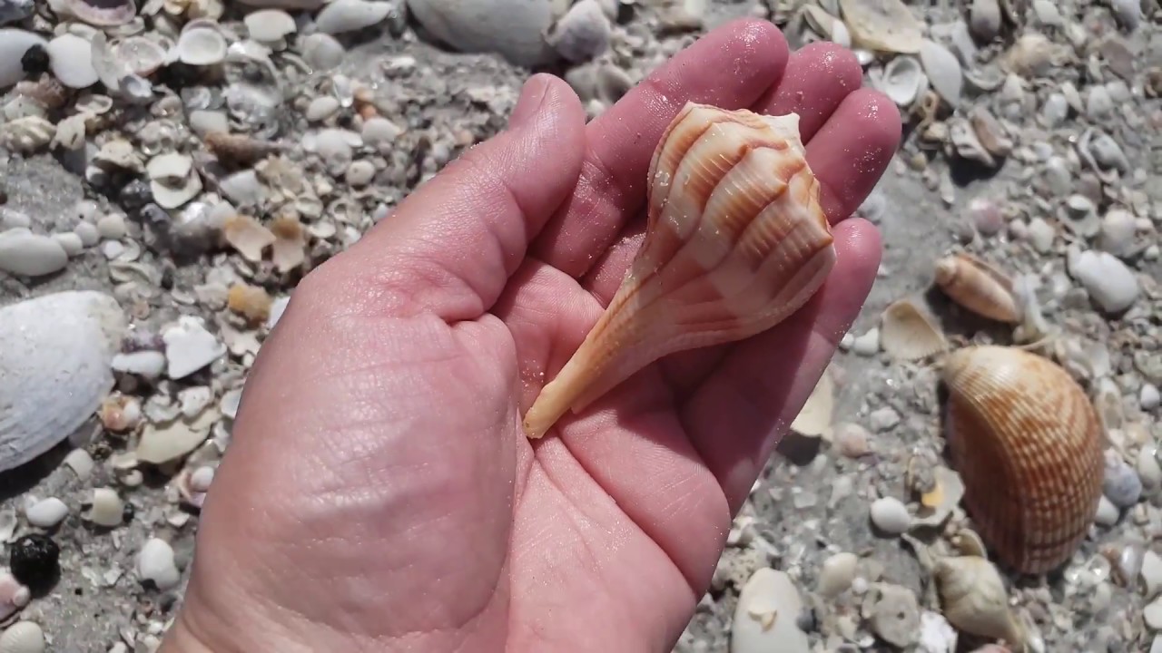 Go Shelling with Me!! Collecting Seashells from CAYO COSTA Island off Florida's West Coast