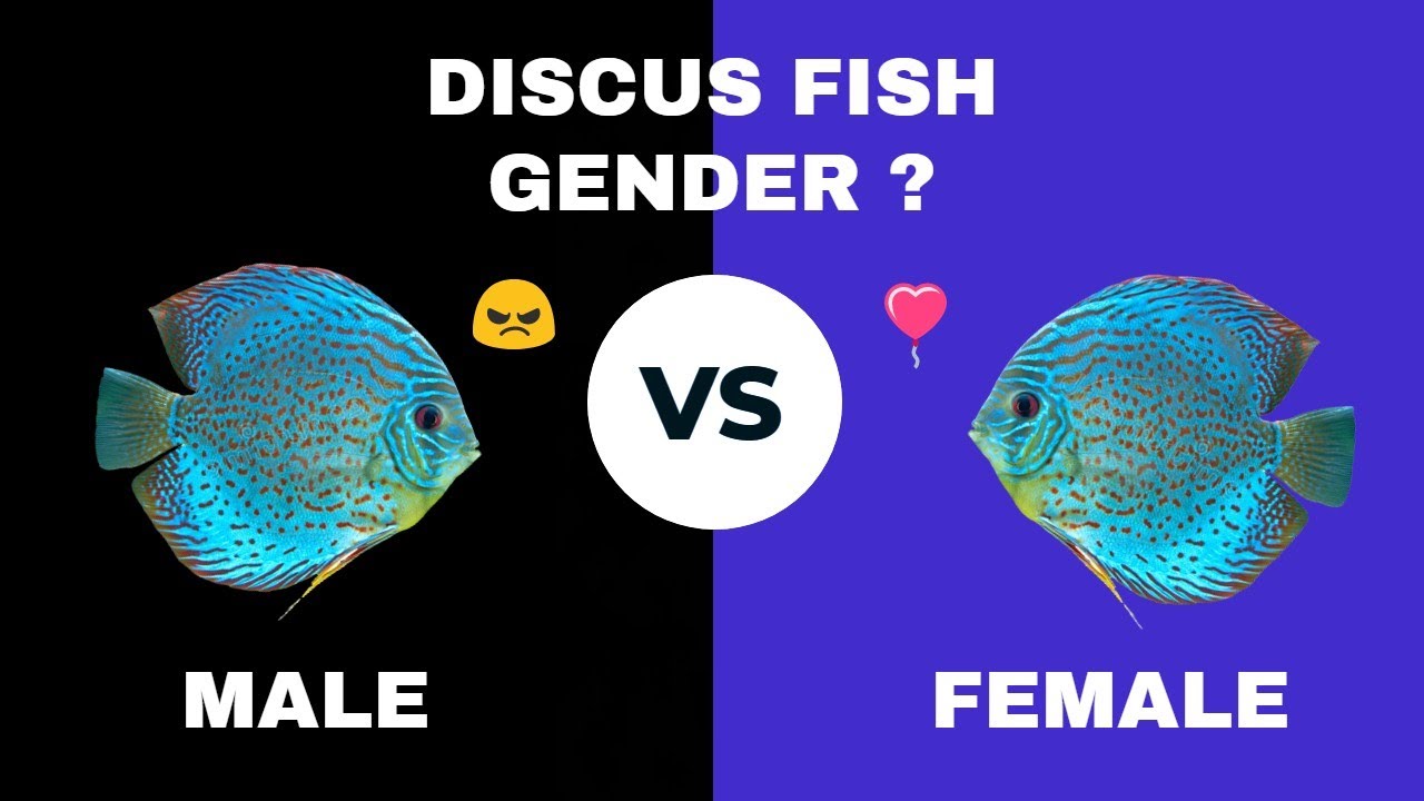 КАК ОПРЕДЕЛИТЬ ПОЛ РЫБЫ-ДИСКУСА: самец или самка?
