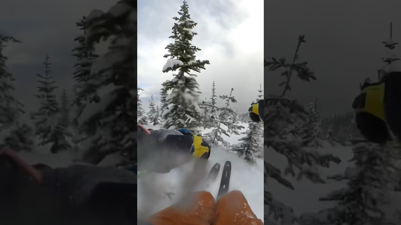 Would you ski trees this tight? #ski #skiing