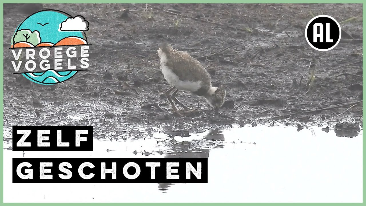 Kievitskuiken op pad | Zelf Geschoten | Vroege Vogels