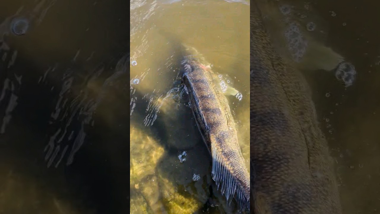 Zanderjiggen lernen in unter einer Minute!  Teil 2 #zanderangeln #angeln #zander #elbe