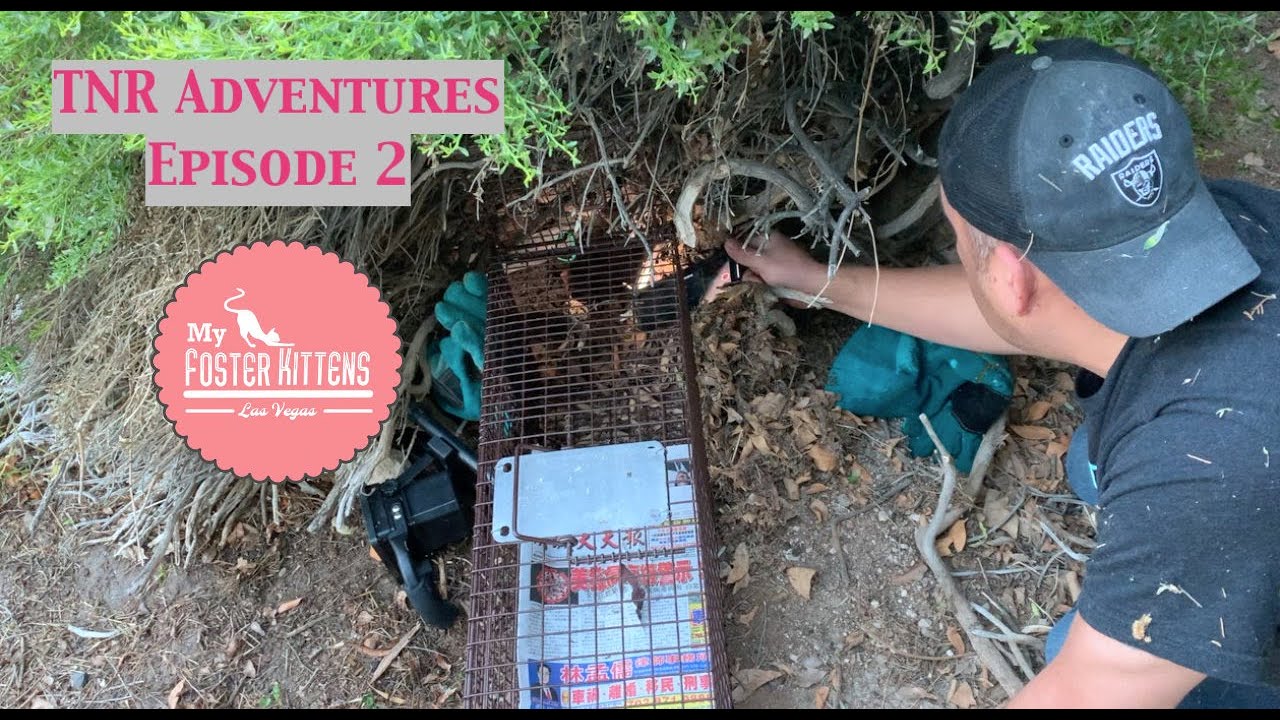 TNR Adventures Episode 2                                                 “The Bush Kittens