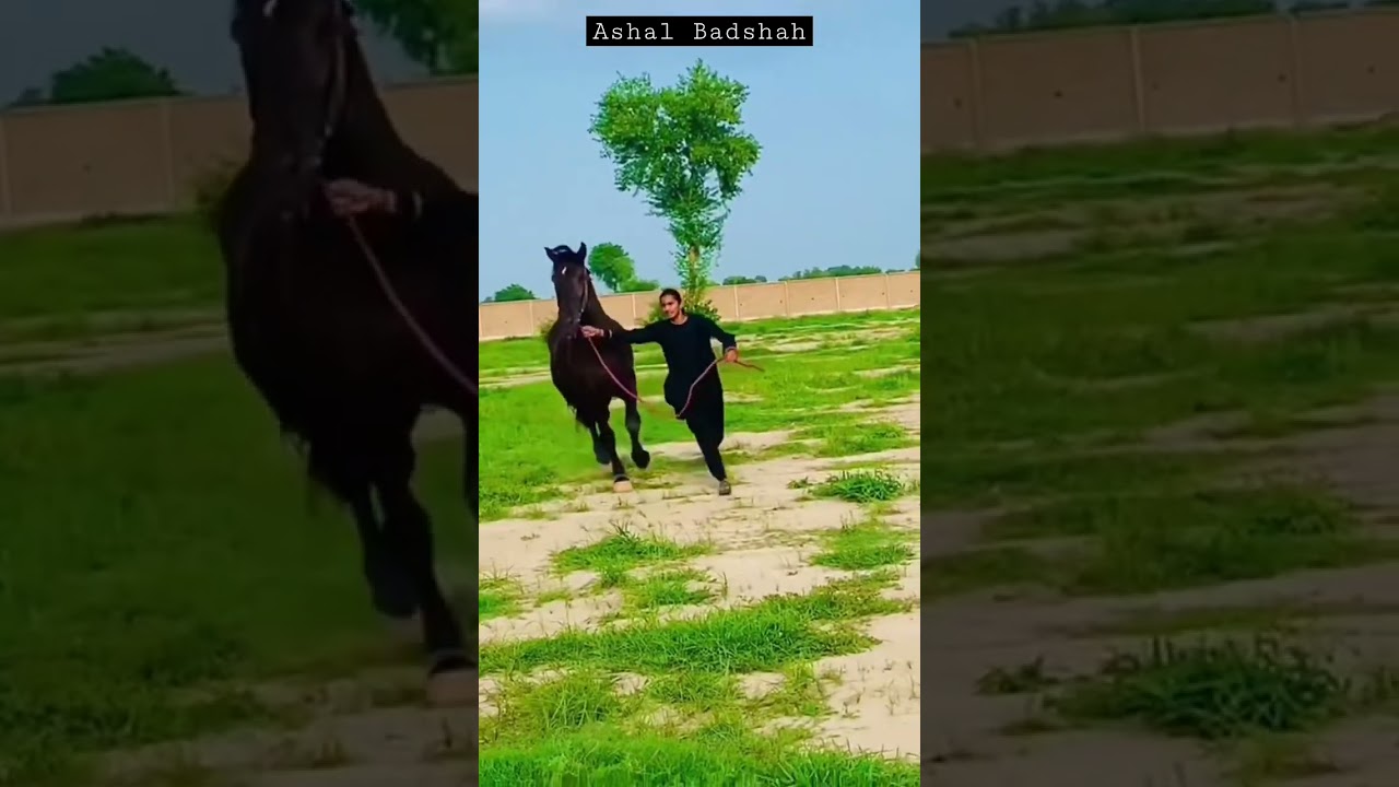 #Ashal #badshah #lahore