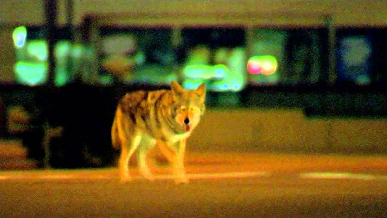 Collateral (2004) Coyote Scene 1080p