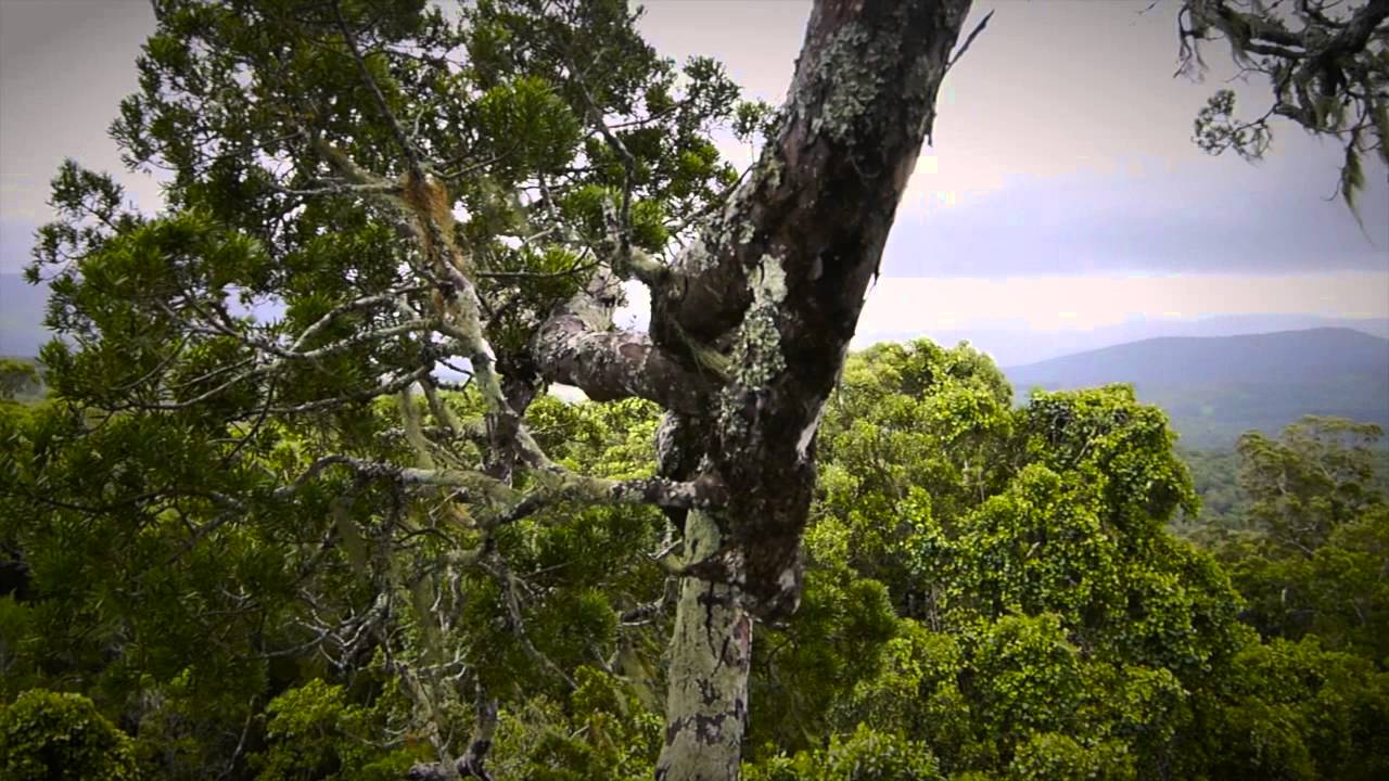 Explore Trees: Climbing Giant Yellowwoods
