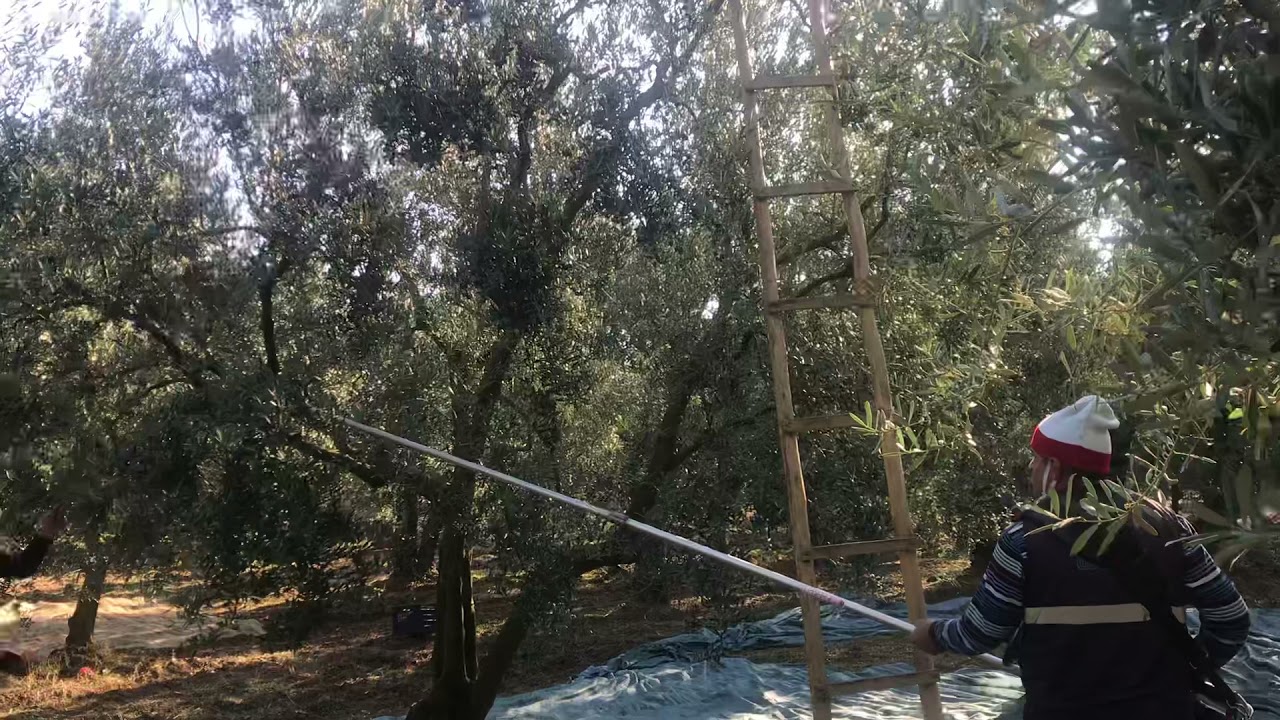 Cıfarelli SC605 Zeytin Sallama Motor&rsquo;u