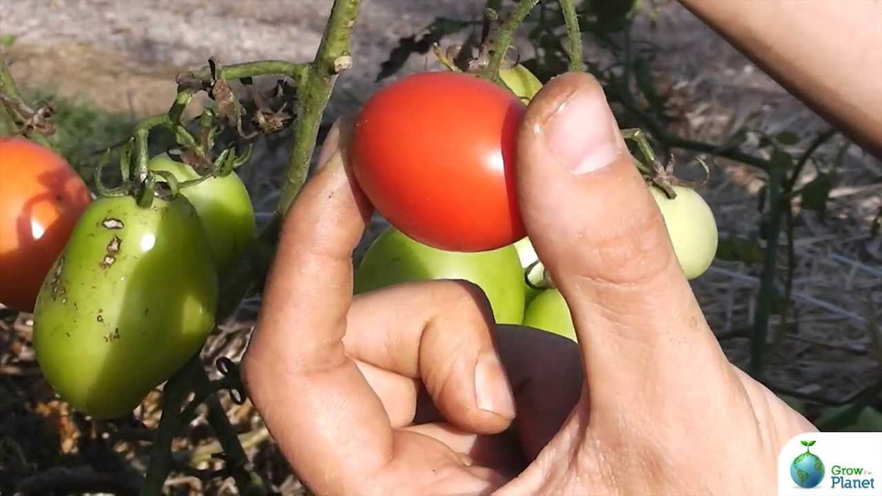 Come raccogliere i pomodori - How to harvest tomatoes
