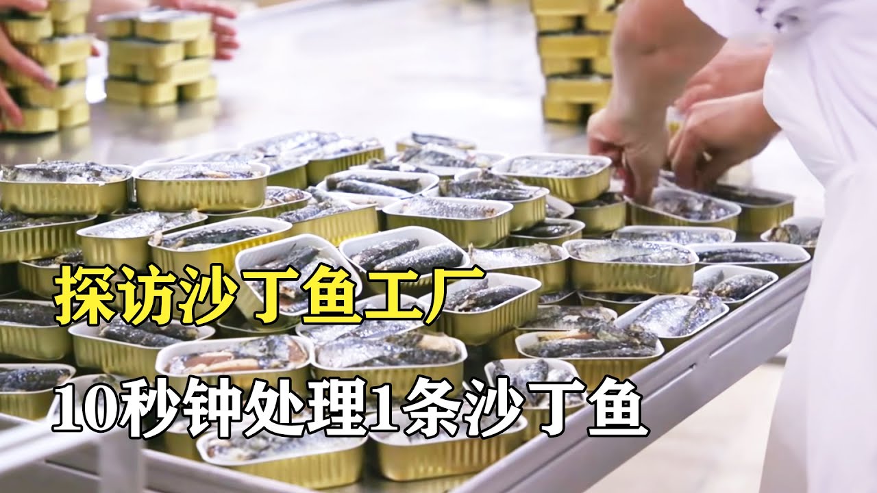 探訪沙丁魚罐頭廠：10秒鐘處理1條魚，每天生產3萬罐
