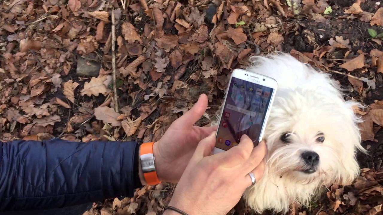 Digitale Hundemarke Dogtap mit NFC