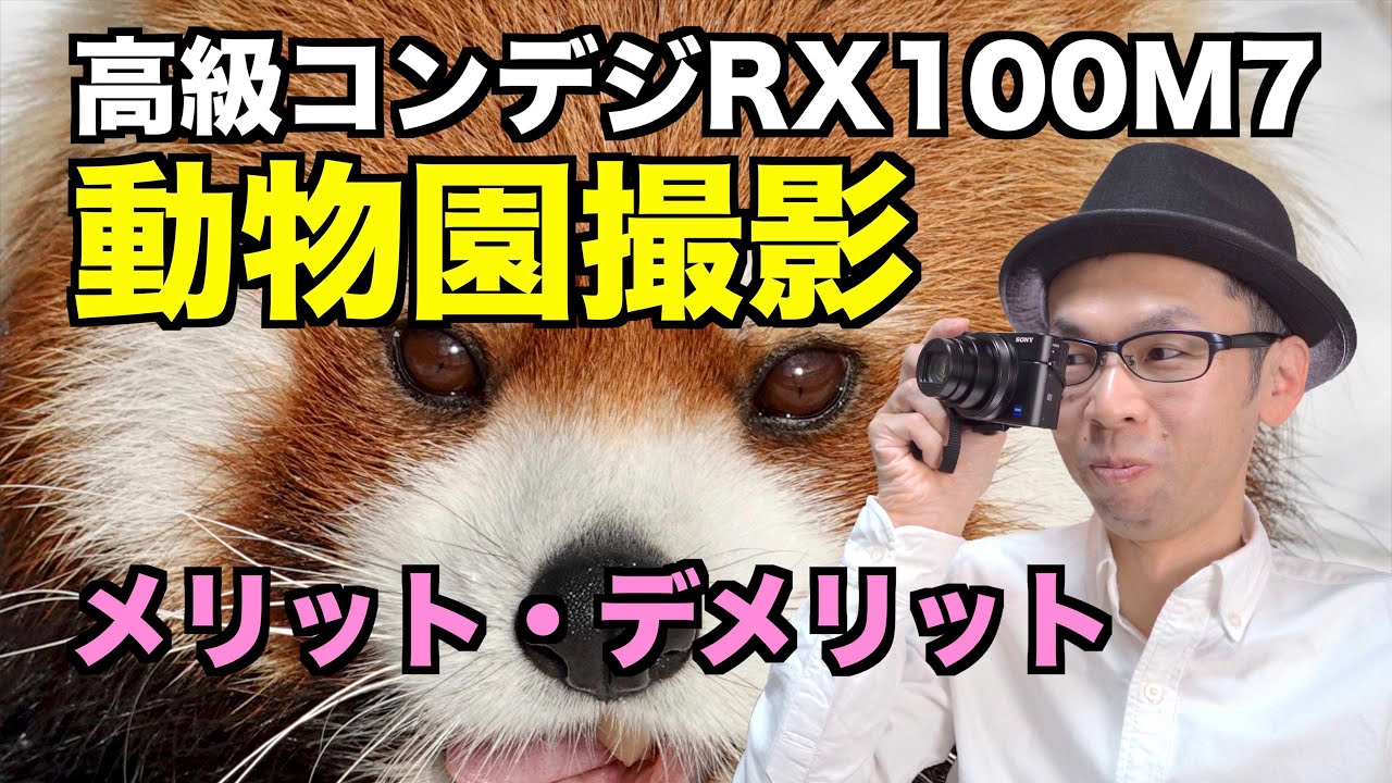 【高級コンデジ】動物園撮影の画質とメリット・デメリット【SONY RX100M7】#4K