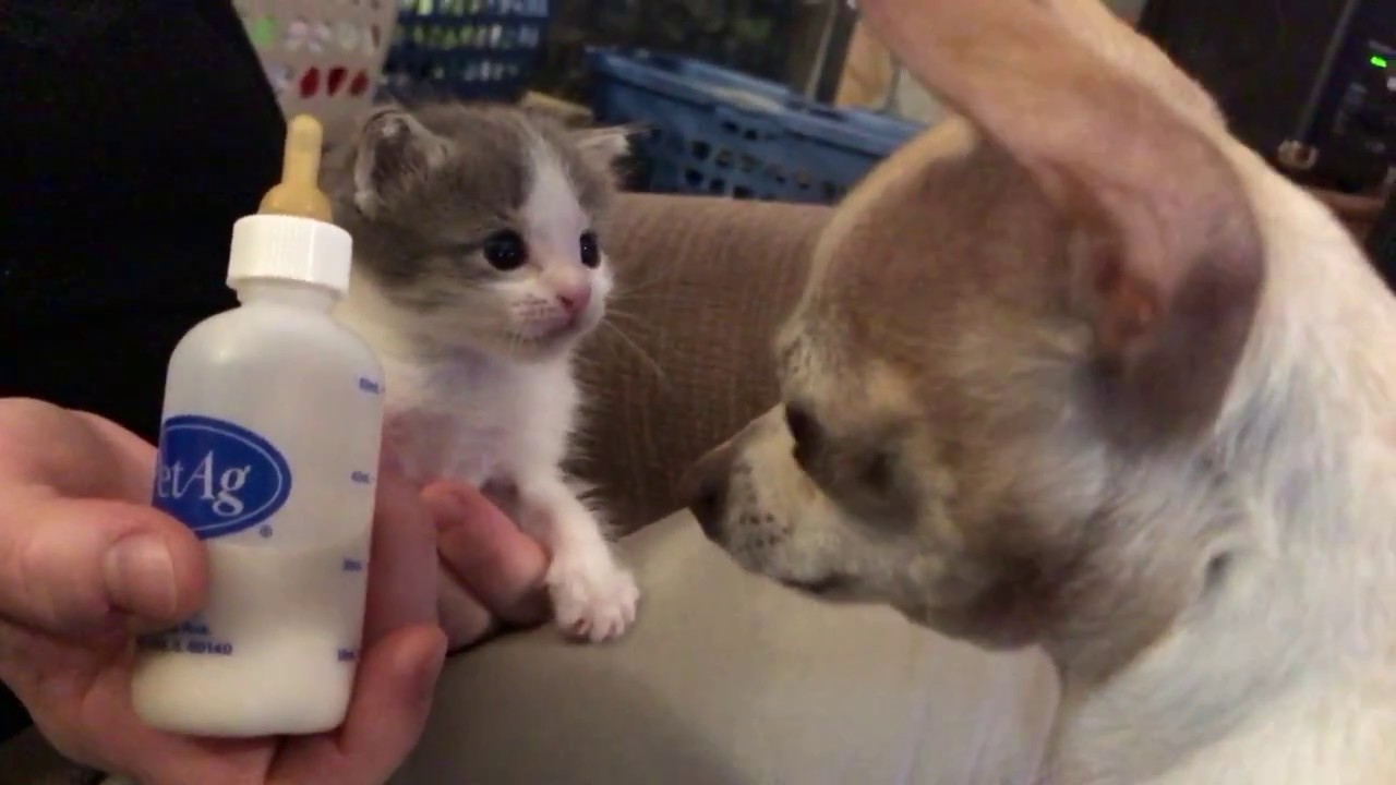 Bottle fed kitten....again