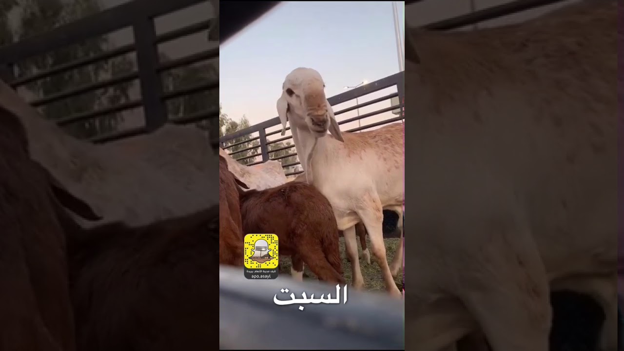 مزاد السبت في مدينة الانعام ببريدة ... بيع فحل بقيمة 180,000 ريال  1442/03/14